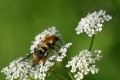 Trichius fasciatus